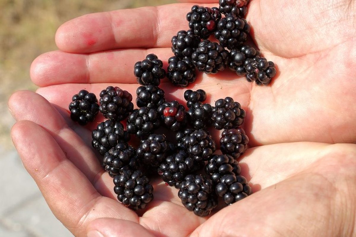 Blackberries