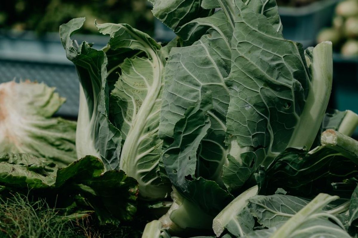 Cabbage