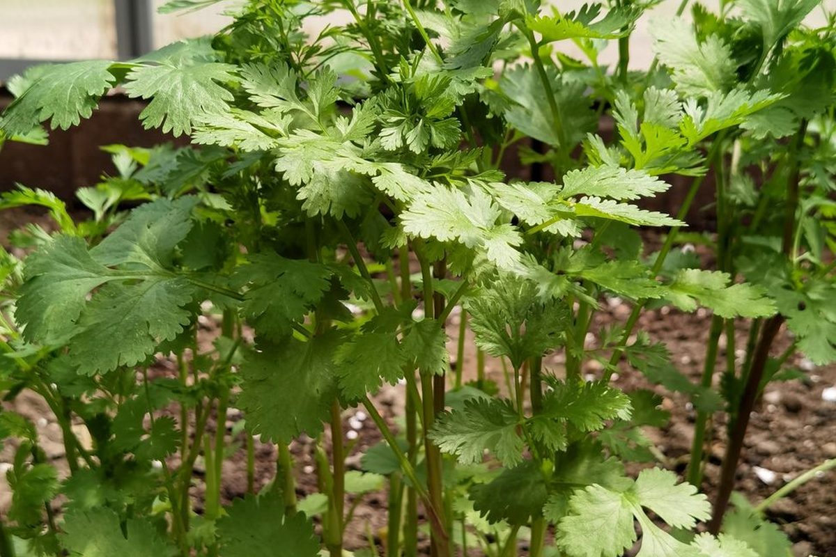 Cilantro