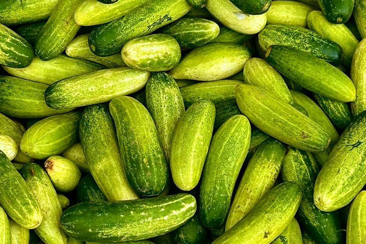 Cucumber