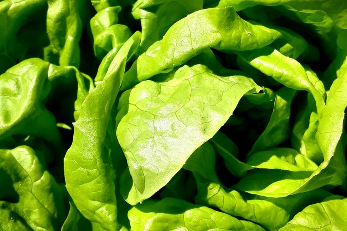 Lettuce