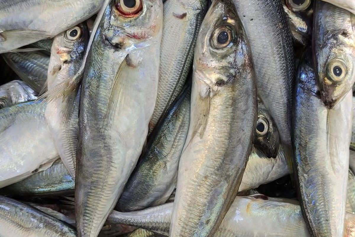 Mackerel