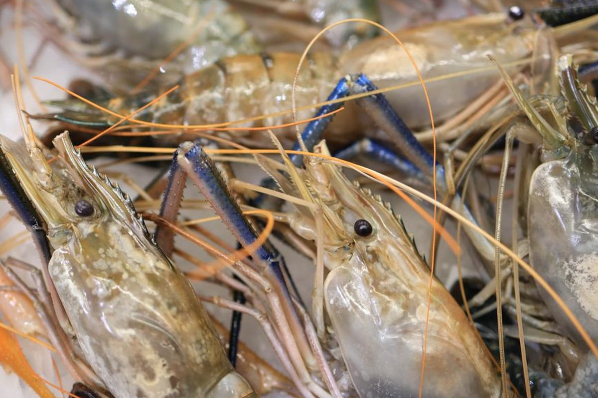 Shrimp