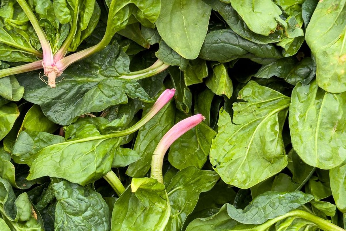 Spinach
