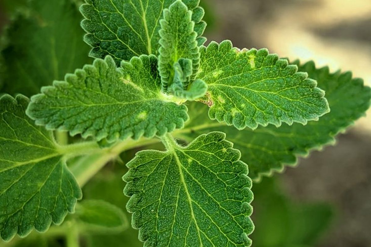 Stevia