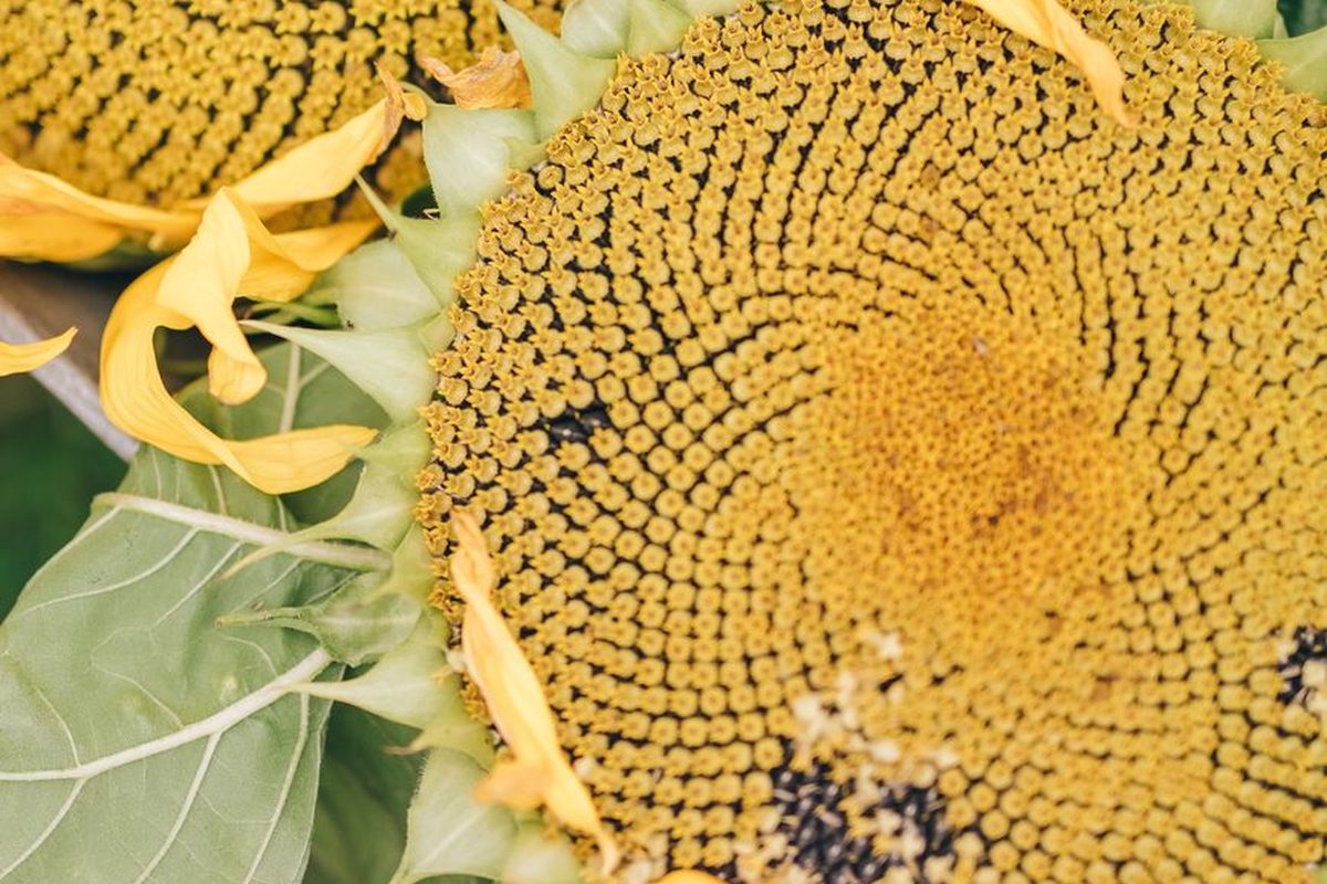 Sunflower seeds